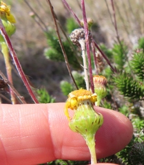 Senecio pillansii