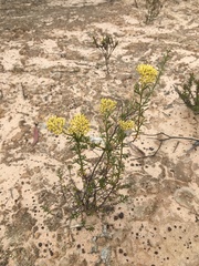 Ozothamnus retusus