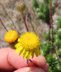 Senecio pillansii