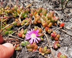 Disphyma dunsdonii