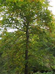 Fagus mexicana