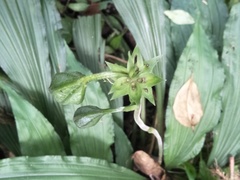 Collabieae