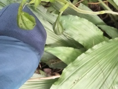Collabieae
