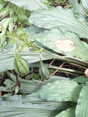 Collabieae