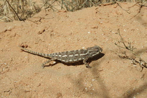 Common Chameleon