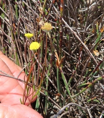 Cotula filifolia