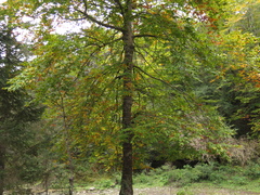 Fagus mexicana