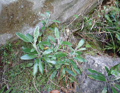 Brachyglottis laxifolia