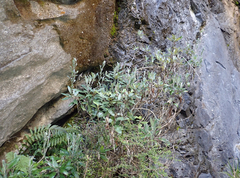 Brachyglottis laxifolia