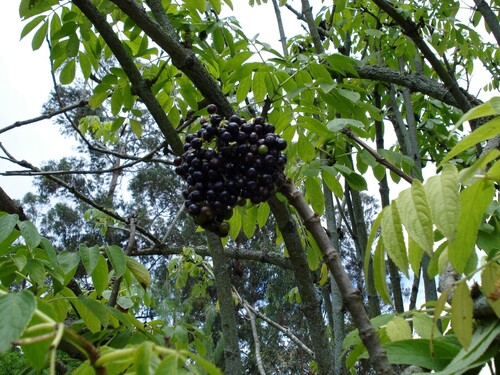Sambucus peruviana, photograph 3