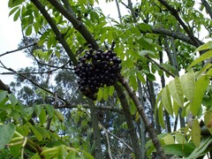 (c) Eduardo Dios Alemán, some rights reserved (CC BY-SA) Sambucus peruviana, photograph (c) Eduardo Dios Alemán, some rights reserved (CC BY-SA)