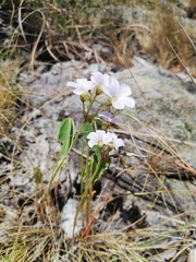 Oxalis xiphophylla image