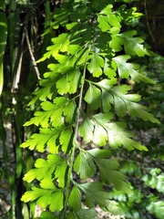 Asplenium pseudolaserpitiifolium