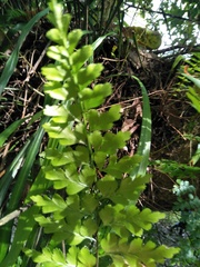 Asplenium pseudolaserpitiifolium