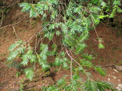 Taxus globosa