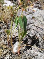 Oxalis xiphophylla image