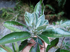Brachyglottis laxifolia