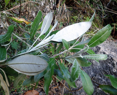 Brachyglottis laxifolia