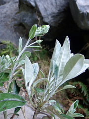 Brachyglottis laxifolia