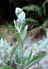 Brachyglottis laxifolia
