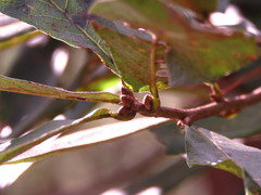 Quercus crispipilis