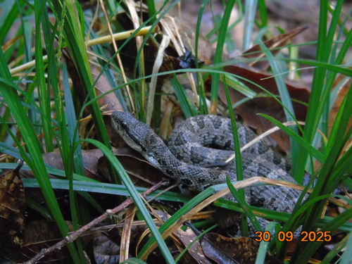 Honduras Jumping Pit Viper