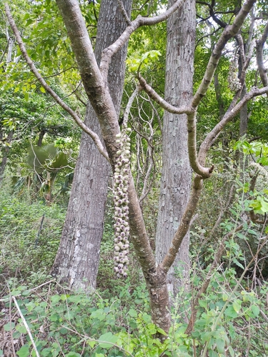 Polyscias racemosa observed 2025-07-24