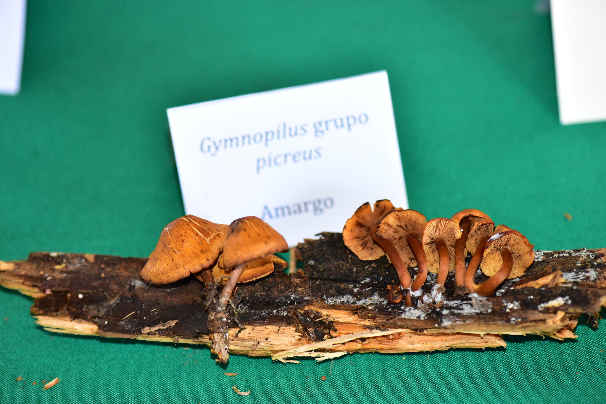 Gymnopilus picreus image