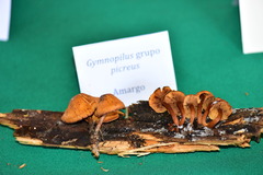 Gymnopilus picreus