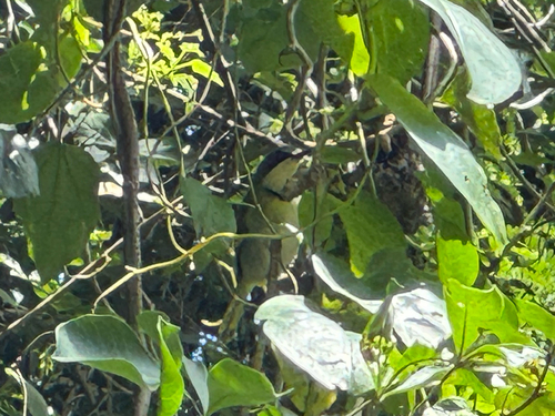 iNaturalist image