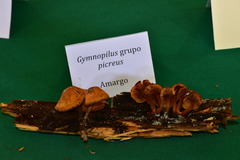 Gymnopilus picreus