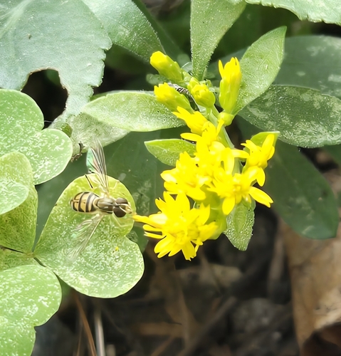 Unknown species found near Prospect Hill, Somerville, MA 02143, USA
