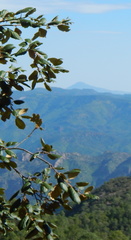 Quercus mcvaughii