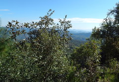 Quercus mcvaughii