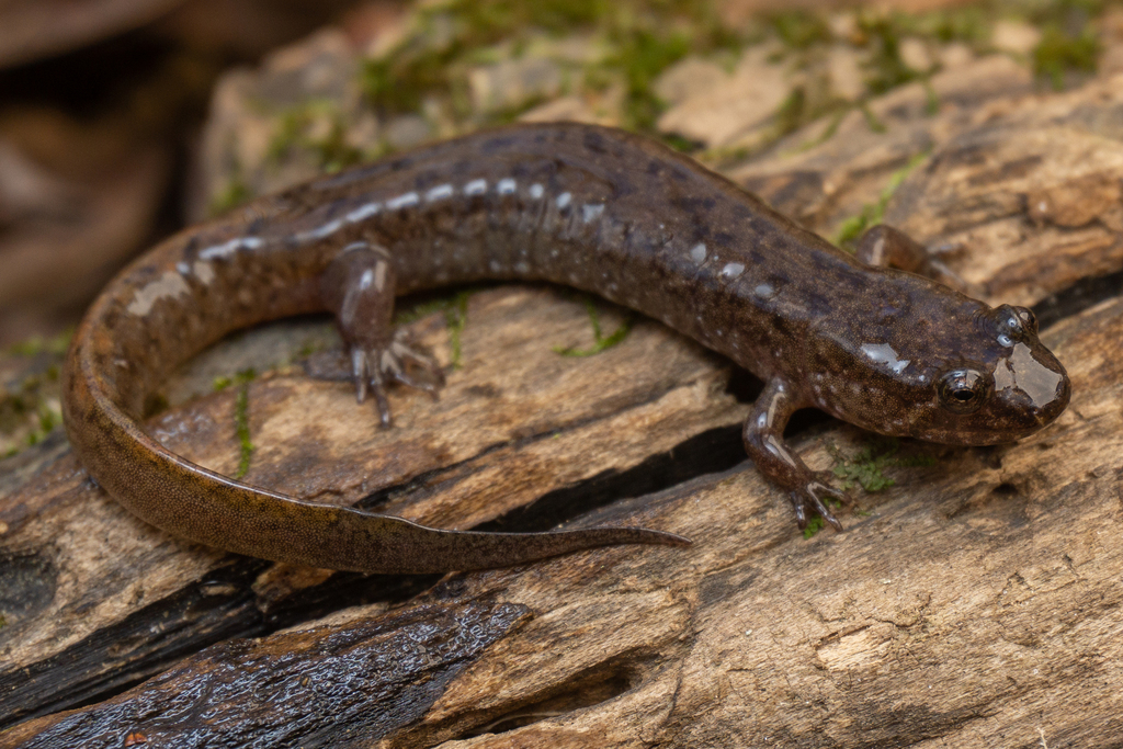 Talladega Seal Salamander