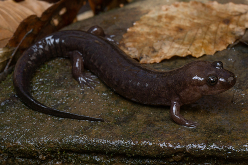 Talladega Seal Salamander