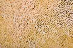 Albatrellaceae
