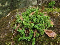 Peperomia berlandieri
