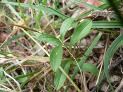 Sericocarpus rigidus