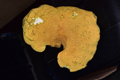 Albatrellaceae