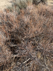 Psorothamnus arborescens arborescens