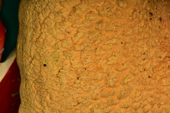 Albatrellaceae