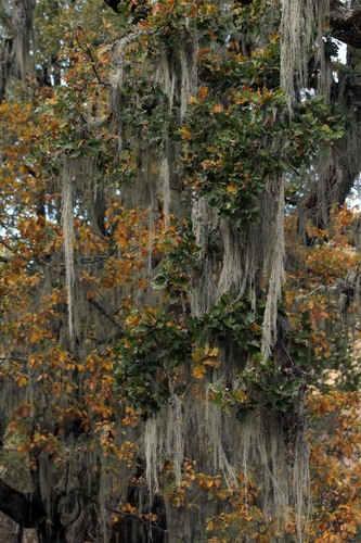 iNaturalist observation photo of valley oak