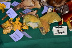 Albatrellaceae