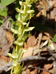 Platanthera brevifolia