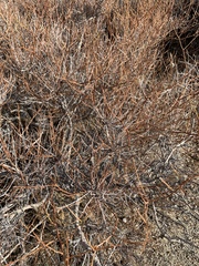 Psorothamnus arborescens arborescens