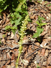 Platanthera brevifolia