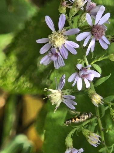 Unknown species found near Prospect Hill, Somerville, MA 02143, USA