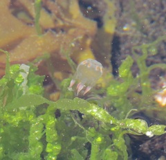 Copula sivickisi