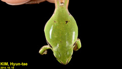 Hyla suweonensis